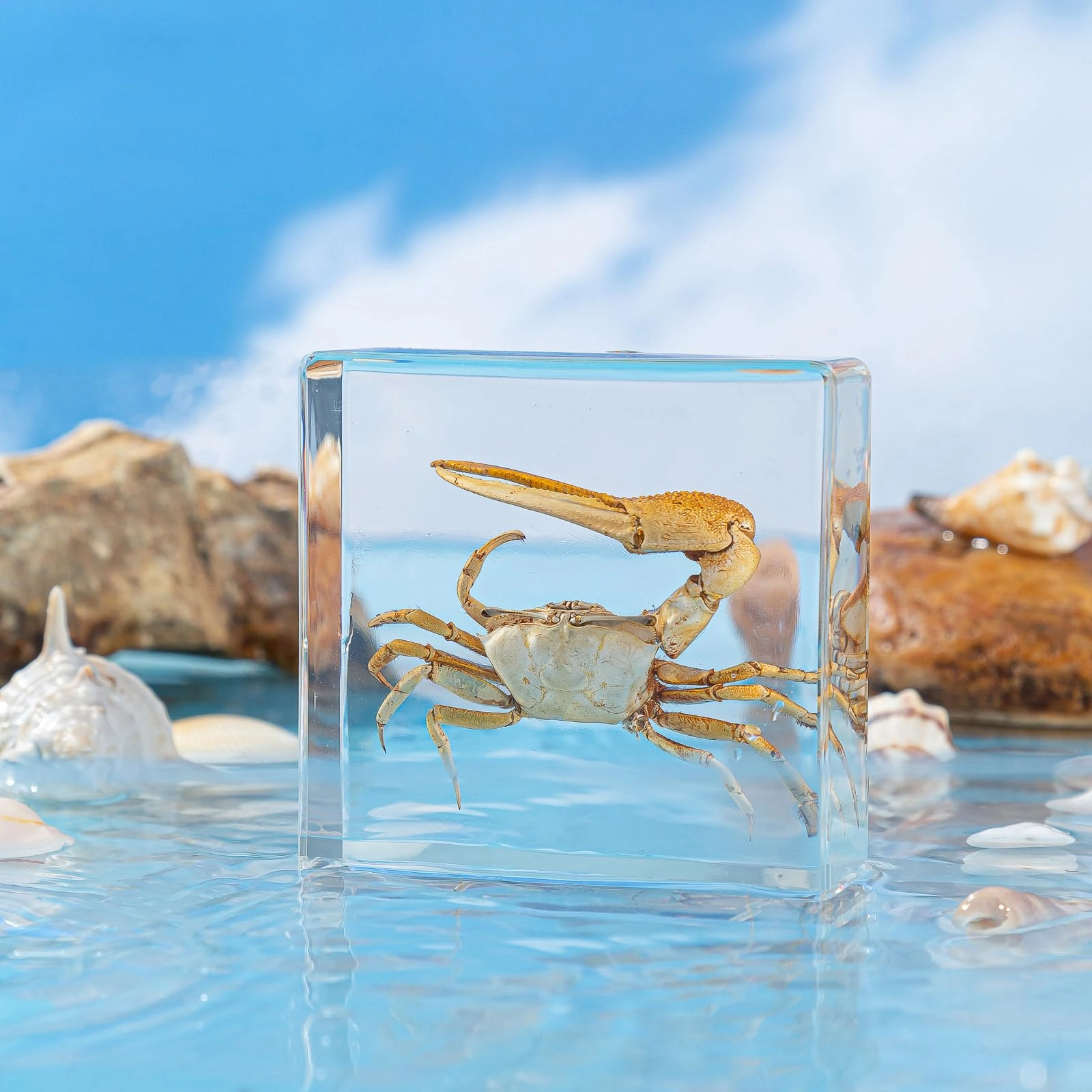 Fiddler Crab - high-density resin