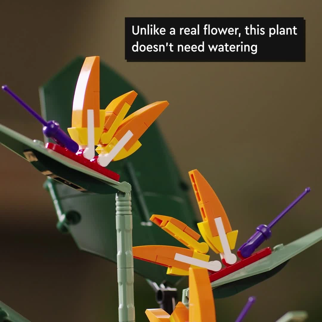 Bird of Paradise (10289)