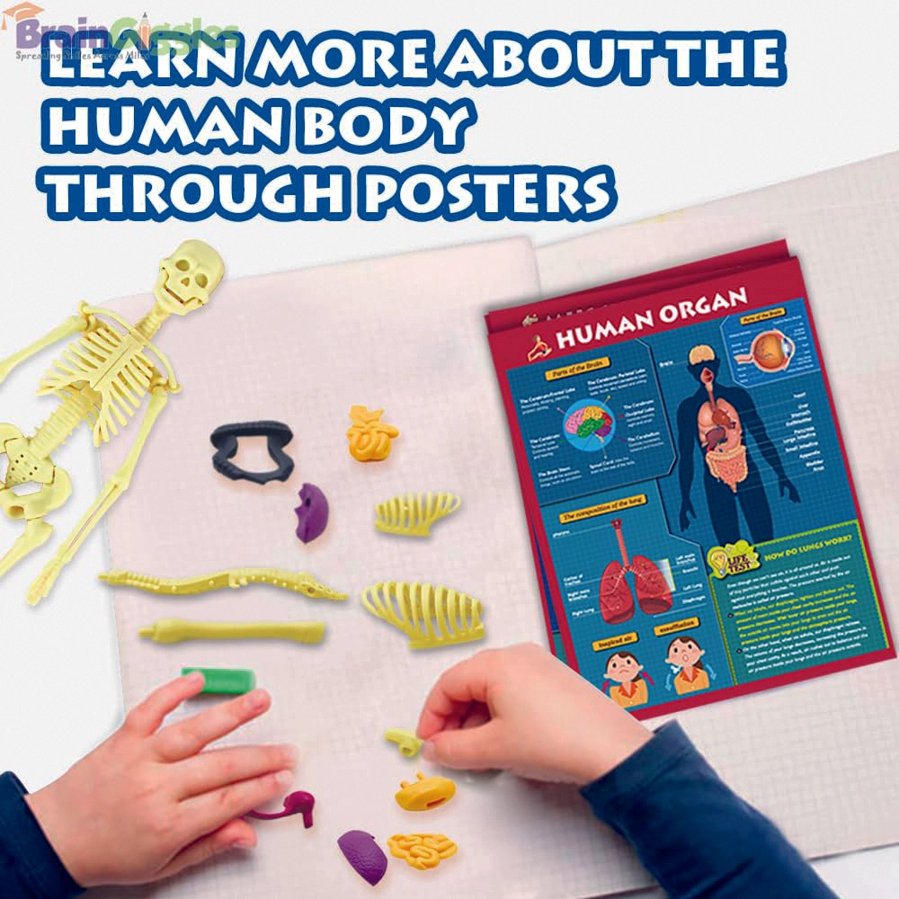Brain Giggles Interactive Human Body - 6 years+