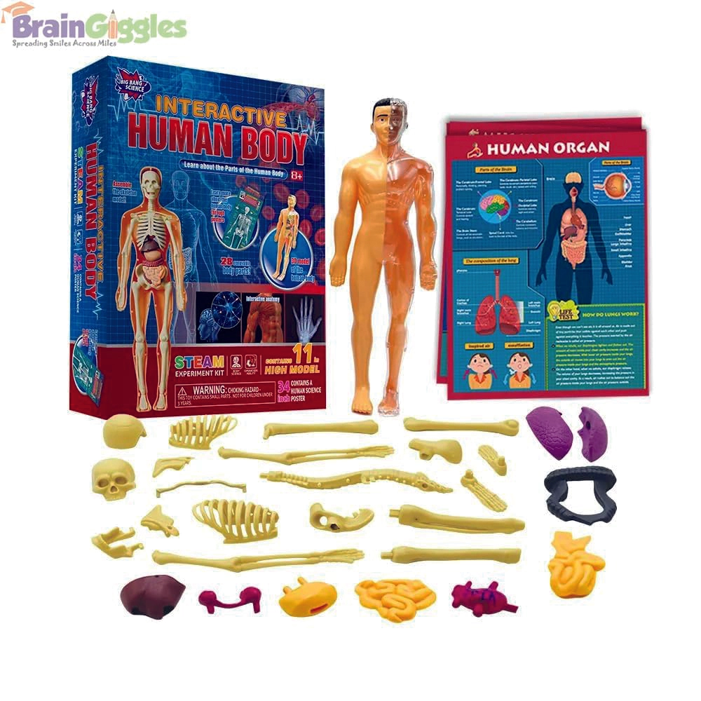 Brain Giggles Interactive Human Body - 6 years+