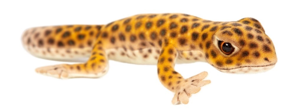 SKME TRADING Chameleon 6937 Plush - Realistic Hand-Finished