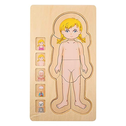 Human Body Structure Multilayer Brick Toy - 1 piece