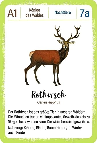 Expedition Natur Quartett Waldtiere - Children/Juvenile