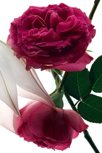 Mon Paris Intensement Eau de Parfum 90 ml