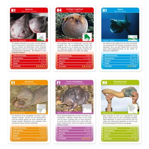 Curious Creatures Quartet - 6 years and up 32 pieces