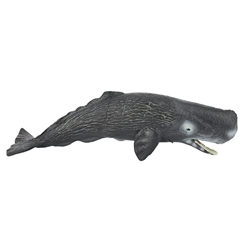 Sperm Whale Animal Model - 18 months - 3 years
