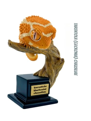 Gecko - Nephrurus Wheeleri Wheeleri (BWZ-SG)