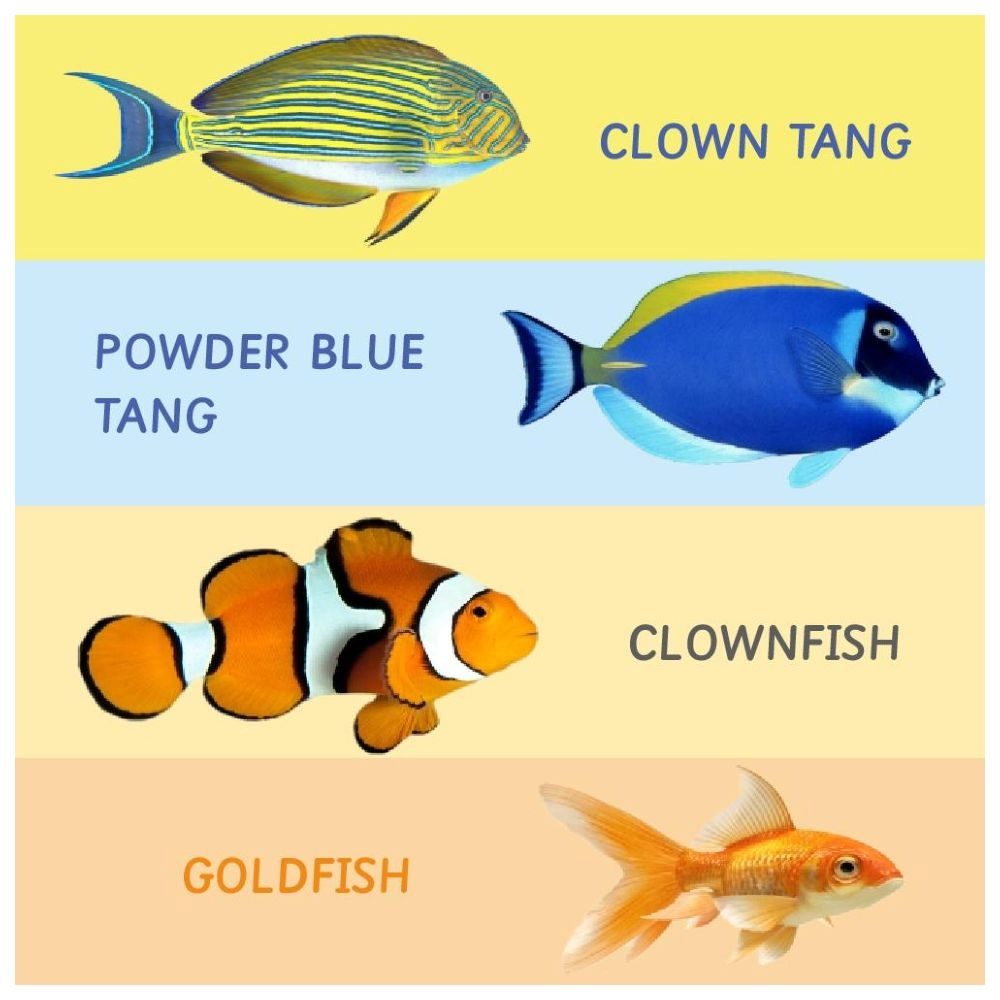 Rotating Wooden Puzzle - Fish - Suitable for 18 months & above