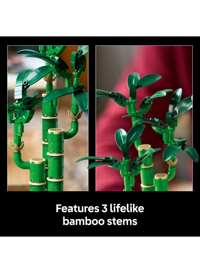 Lucky Bamboo (10344) - Botanicals