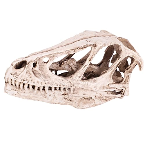 Dinosaur Skull Model - Resin 4.92 x 1.57 x 2.56 inches