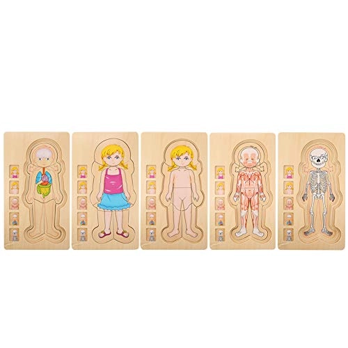 Human Body Structure Multilayer Brick Toy - 1 piece