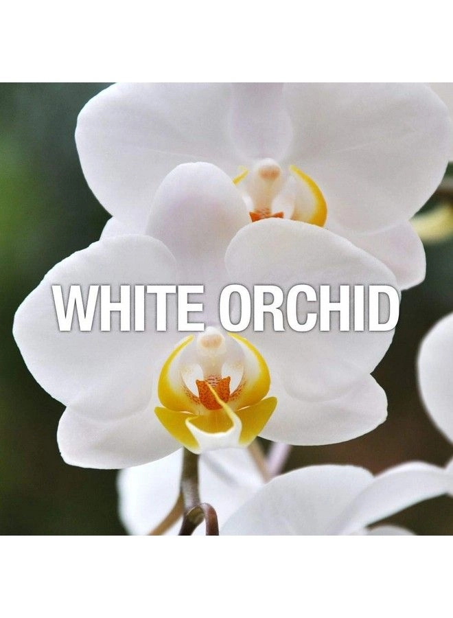 Women Eau de Toilette