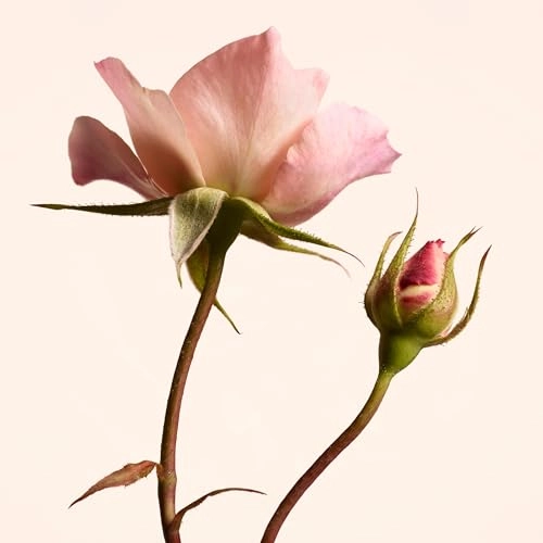 Signatures Garden Roses - Eau de Parfum 3.3 fl oz.
