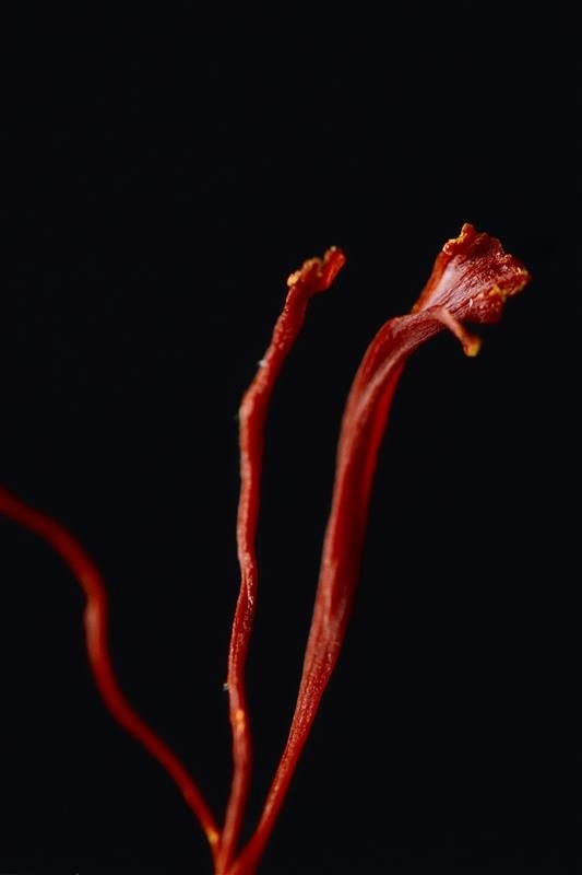 Ruby Touch Eau de Parfum 50 ml