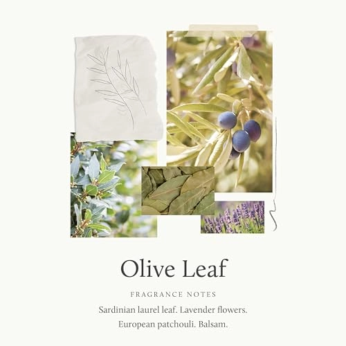 Olive Leaf - 50 Milliliters