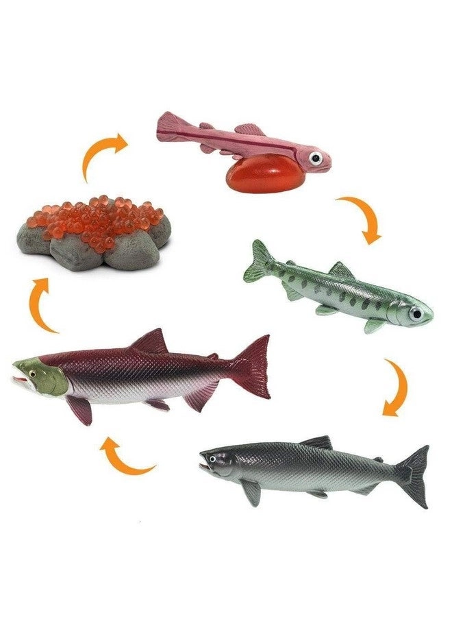 Safariology Collection - Realistic Life Cycle of a Salmon - 3 years+ 5 pieces