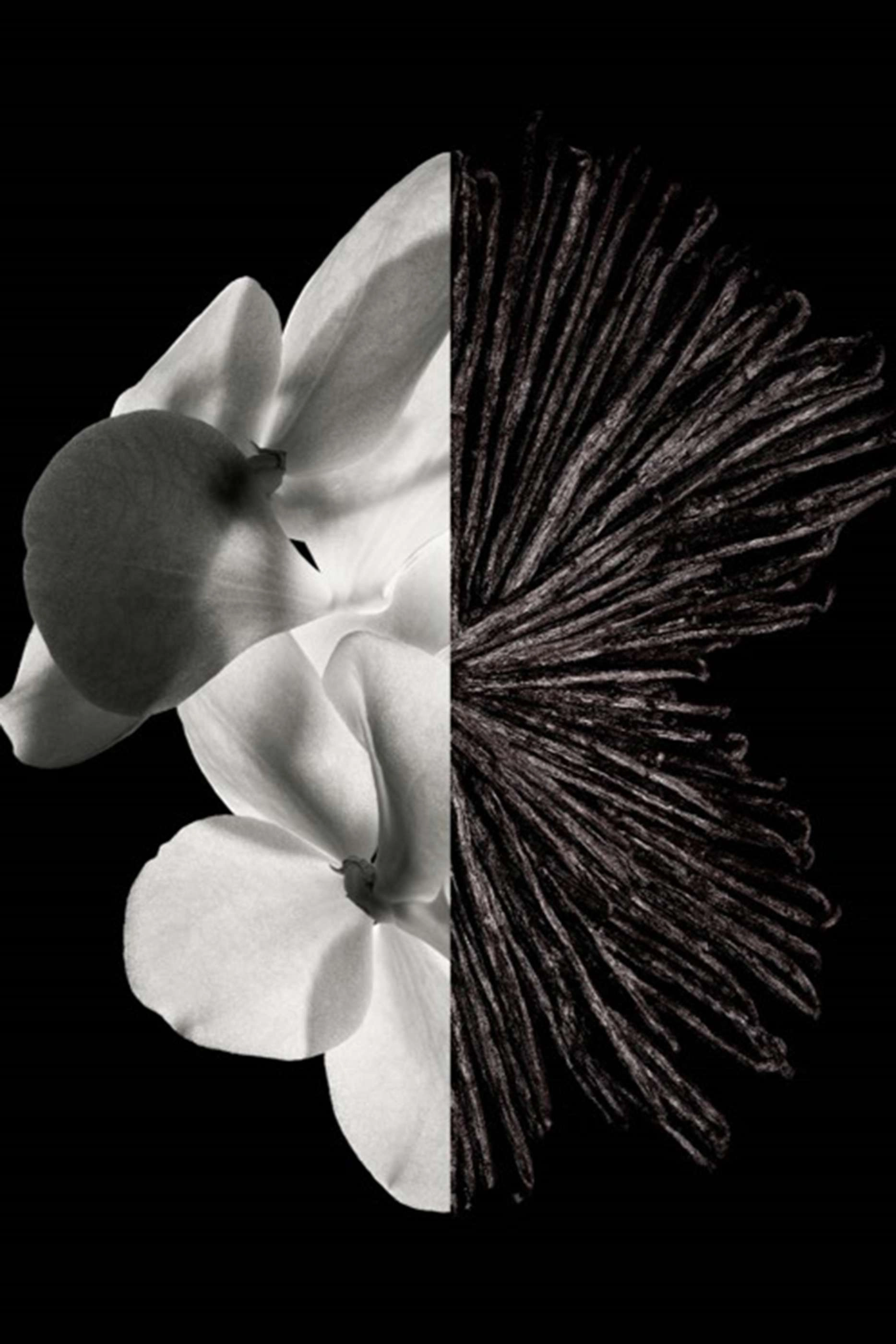 Gentleman Boisée Eau de Parfum 60 ml