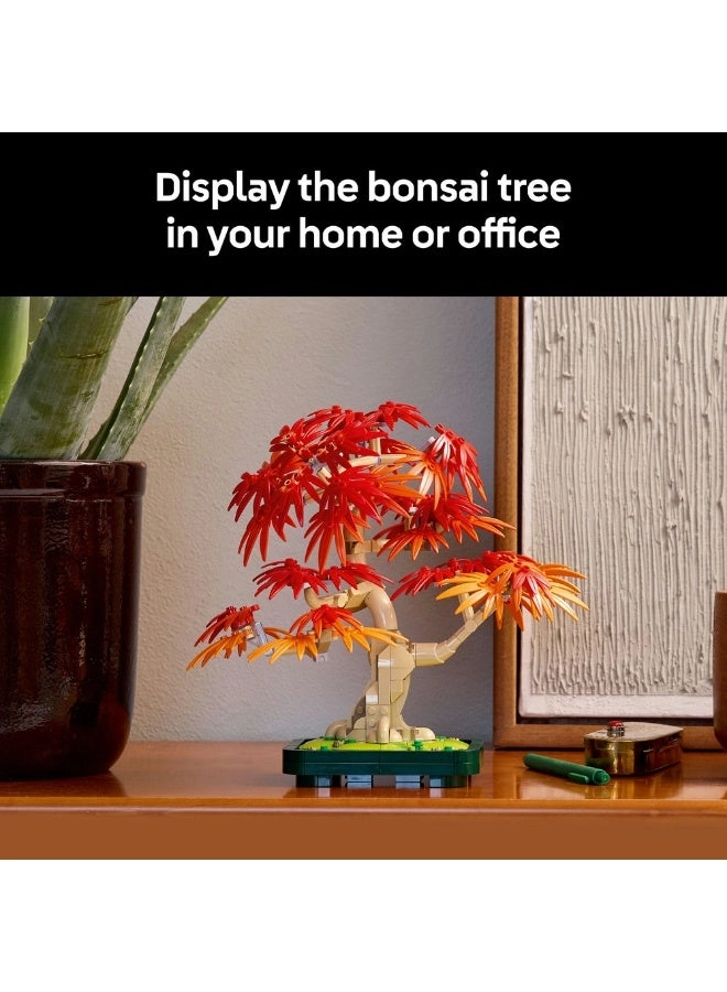 Japanese Red Maple Bonsai Tree (10348) - Botanicals