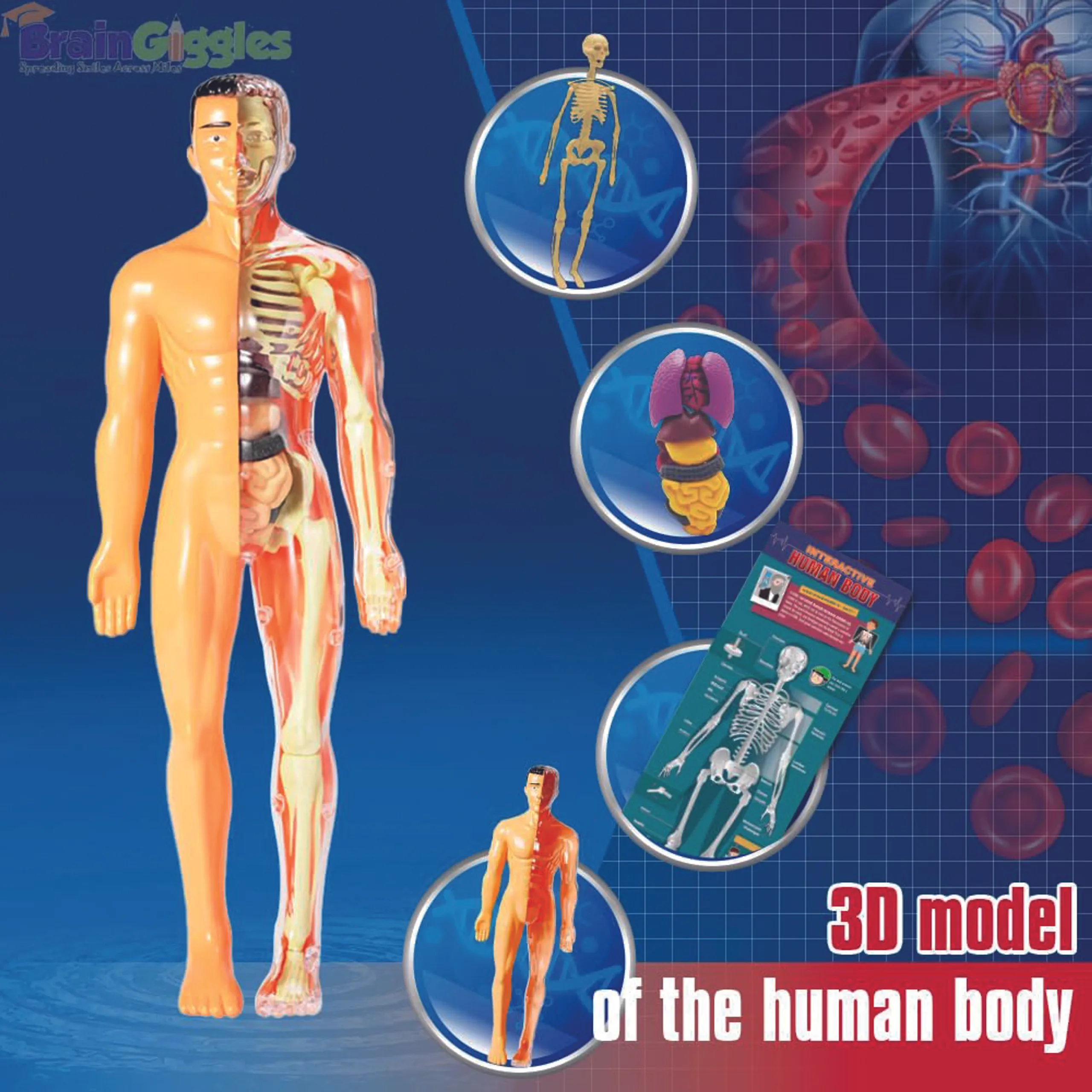 Brain Giggles Interactive Human Body - 6 years+