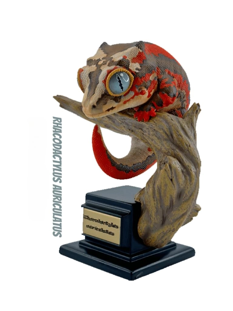 HAMAPI Gecko - Nephrurus Wheeleri Wheeleri (BWZ-SG)