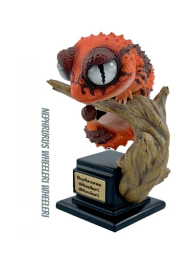 Gecko - Nephrurus Wheeleri Wheeleri (BWZ-SG)