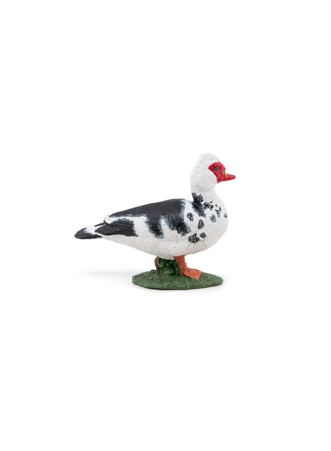 Farm - Domestic Muscovy Duck (51189)