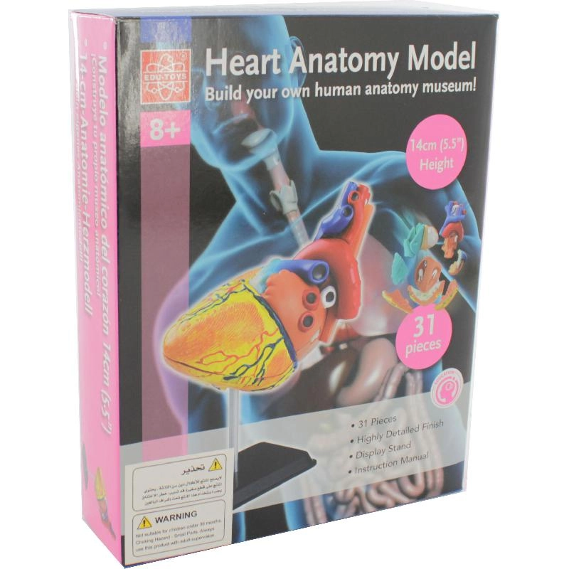Education Heart Model Anatomy - 7 Years and Above