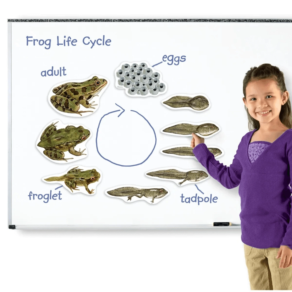 Giant Magnetic Frog Life Cycle Demonstration Set Science - 5 years+ 9 pieces
