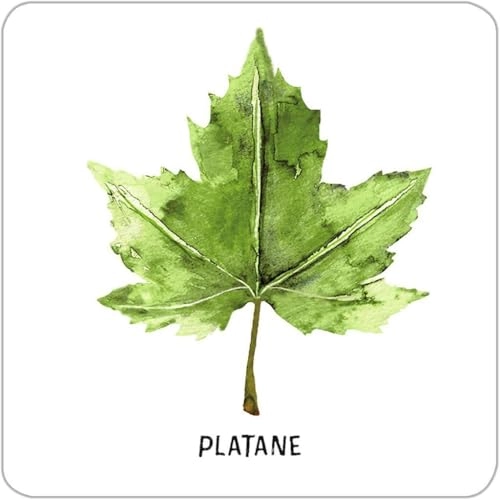 Expedition Nature - Large Trees & Shrubs Memo - 6+