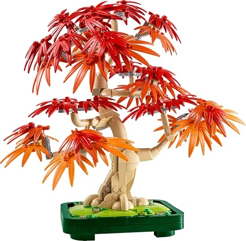 Japanese Red Maple Bonsai Tree (10348) - Botanicals