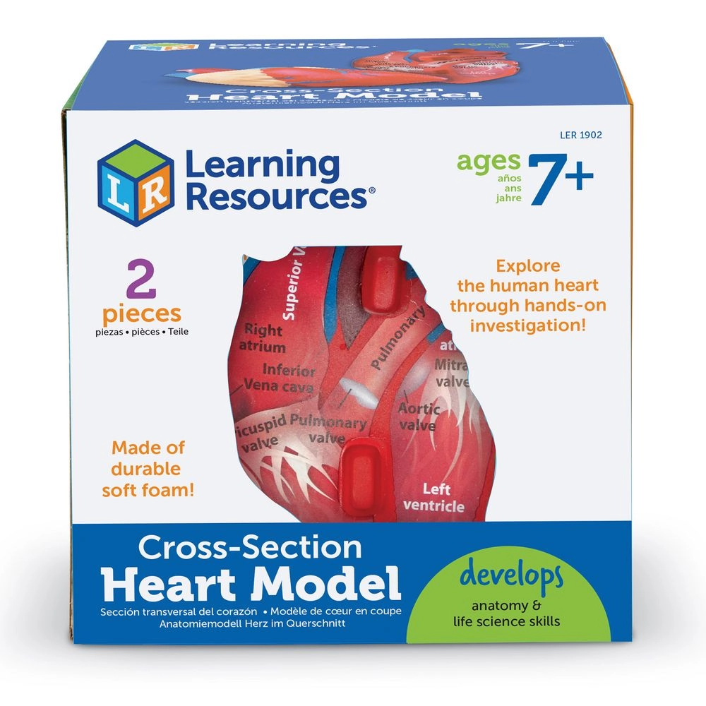 Cross-Section Human Heart Model Anatomy - 7 years+