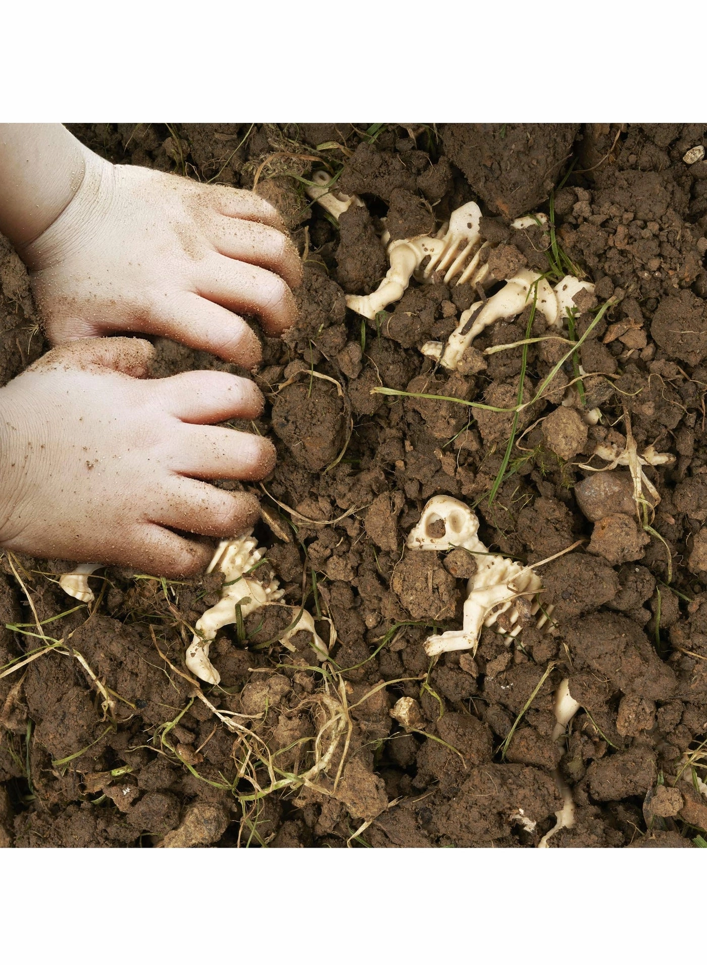 Dinosaur Fossil Skeletons Science - 36 pieces