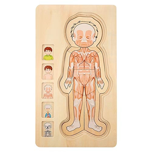 Human Body Structure Multilayer Brick Toy - 1 piece
