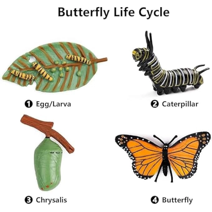 Butterfly Life Cycle Biology - 18 months - 3 years