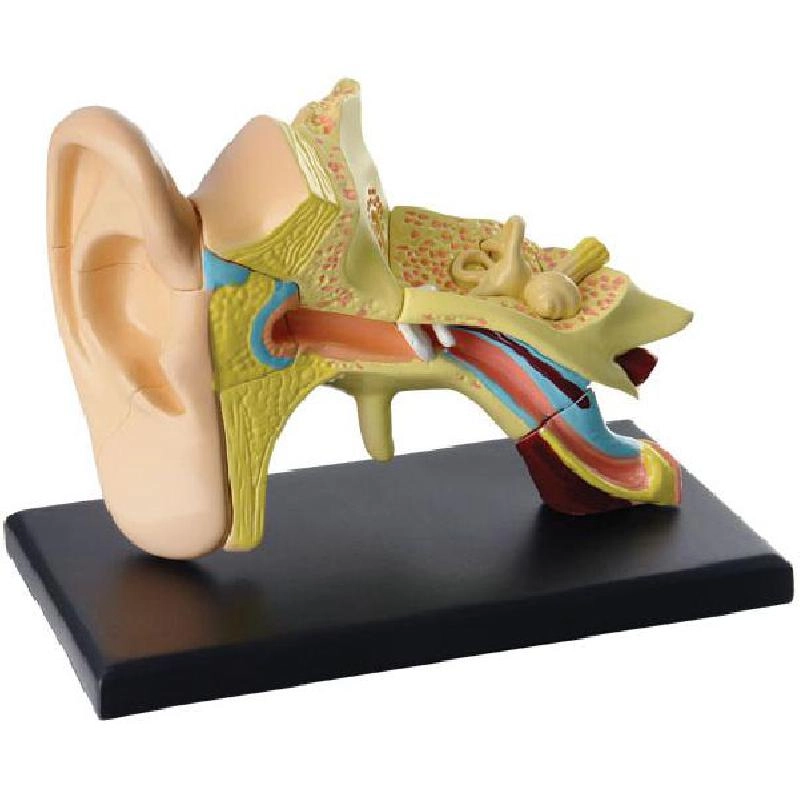 Edu-Toys Ear Anatomy Model - Science - Anatomy - 8 years+