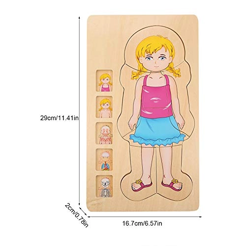 Human Body Structure Multilayer Brick Toy - 1 piece