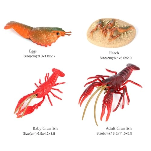 Lobster Life Cycle - 18 months 4 x Model