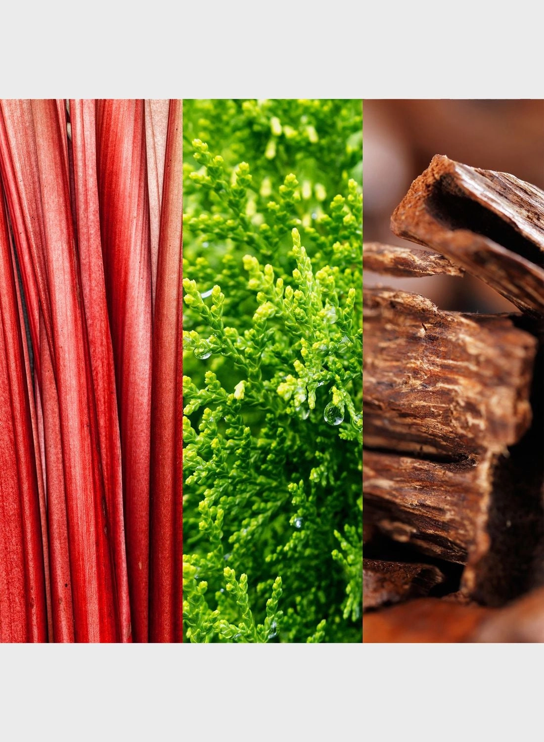 Go Eau de Toilette 100 ml