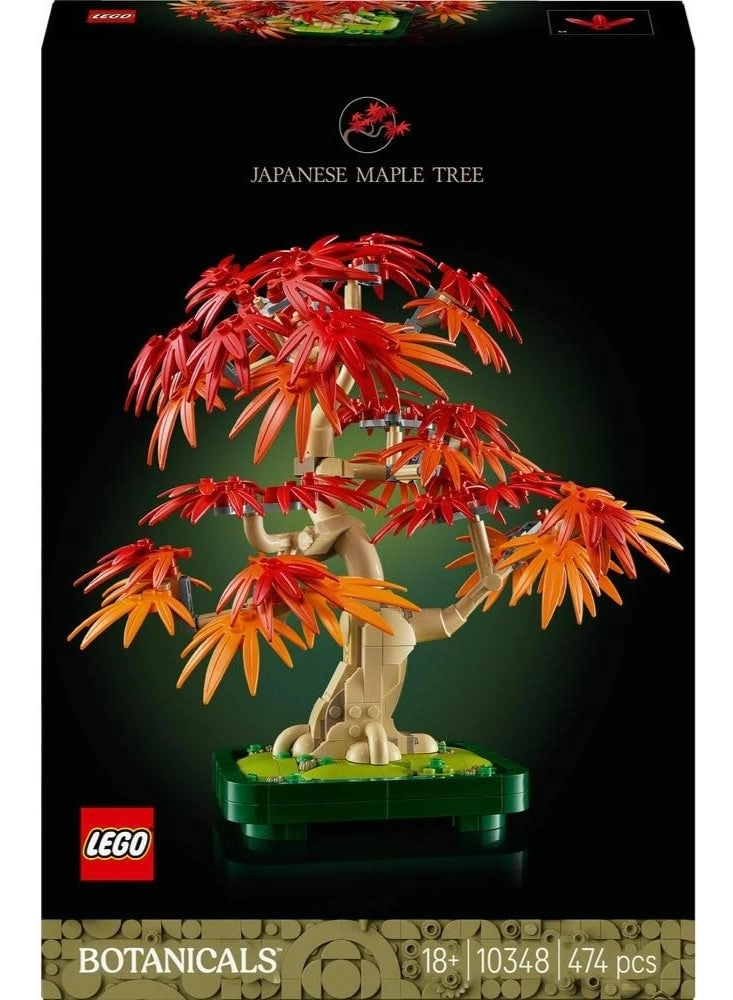 Japanese Red Maple Bonsai Tree (10348) - Botanicals