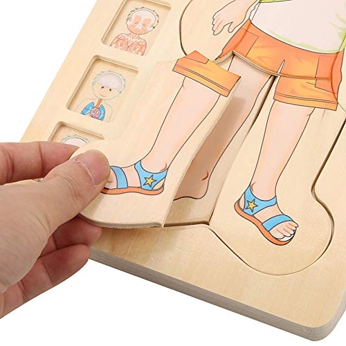 Human Body Structure Multilayer Brick Toy - 1 piece