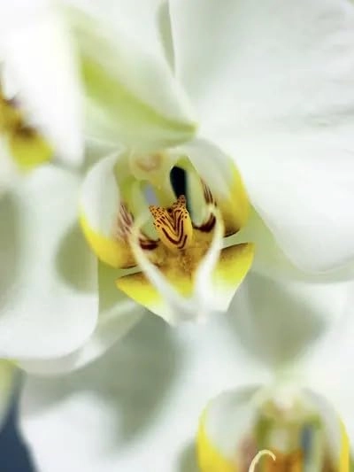 Fleur de Vanilla Eau de Parfum 30 ml