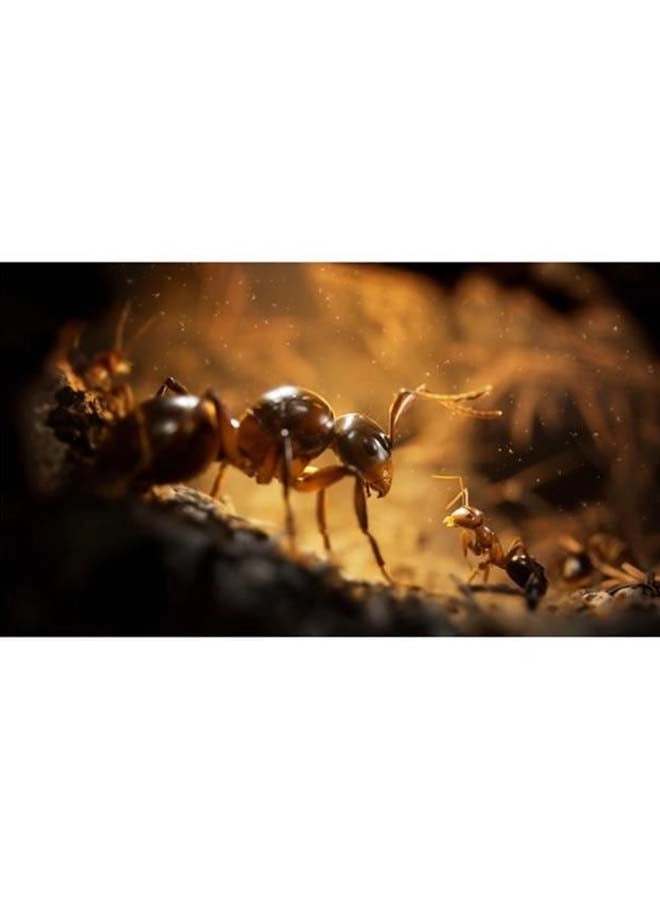 Empire of the Ants Limited Edition - PlayStation 5