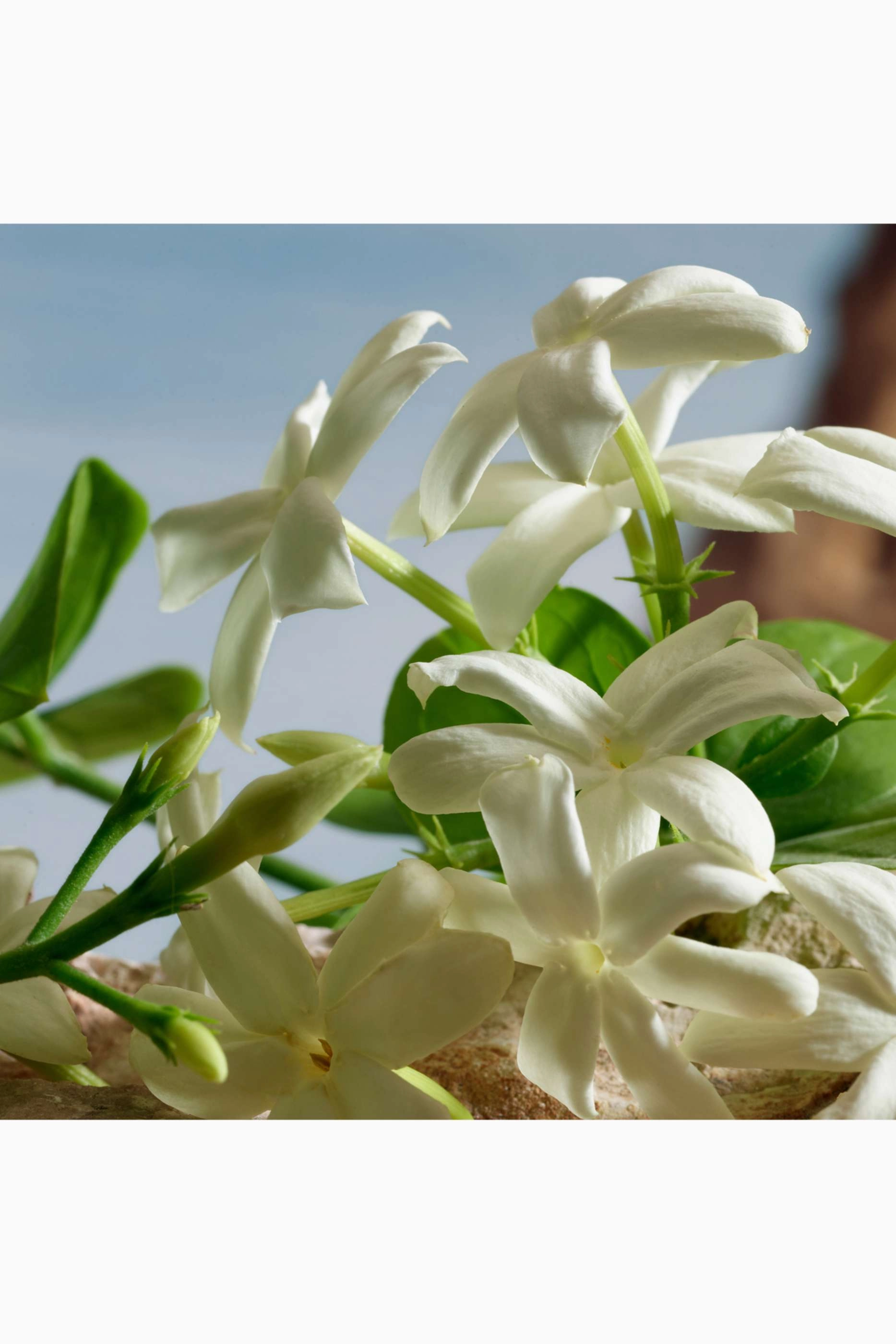 Q Eau de Parfum 100 ml