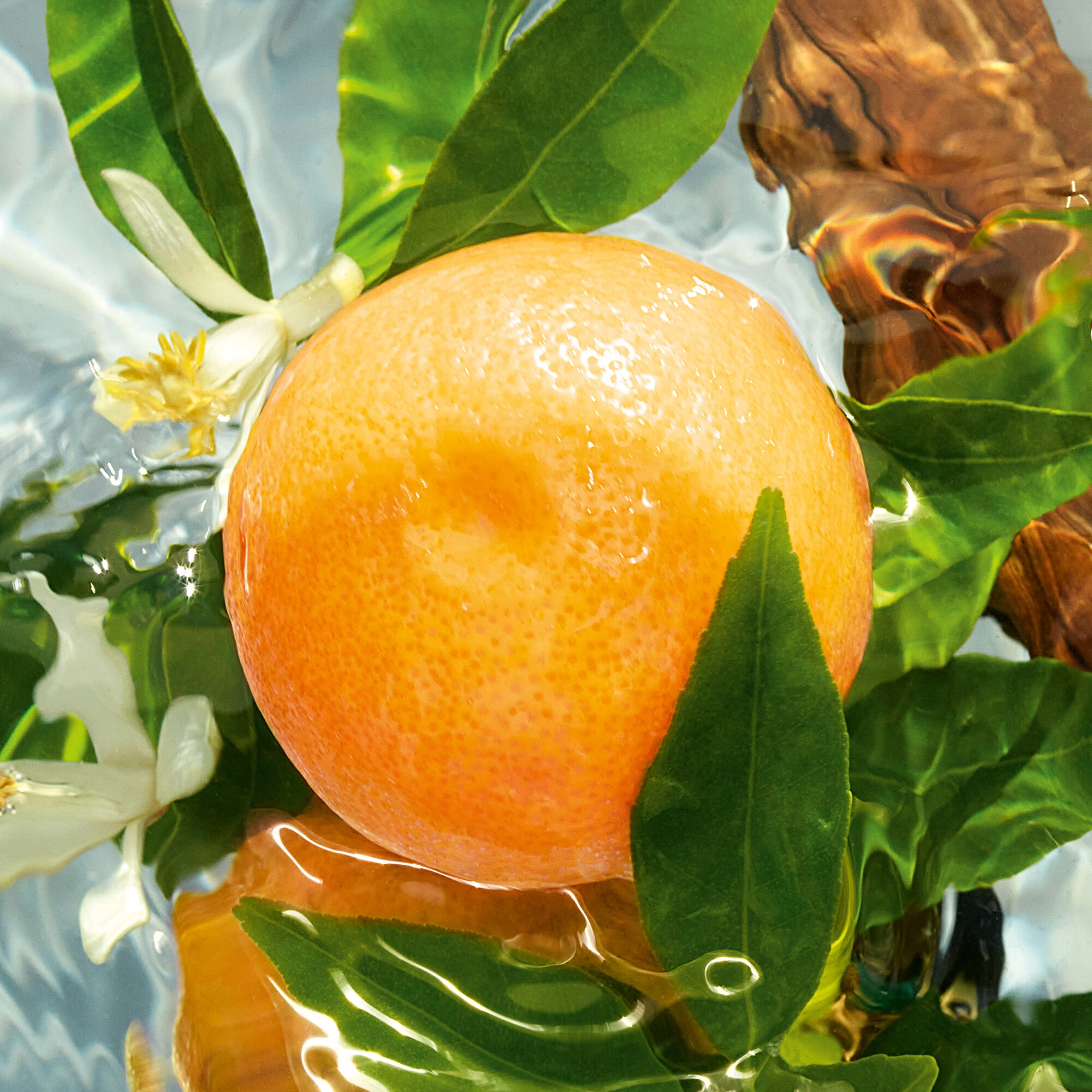 Aqua Allegoria Woody Forte Rosa Palissandro Eau de Parfum 75ml