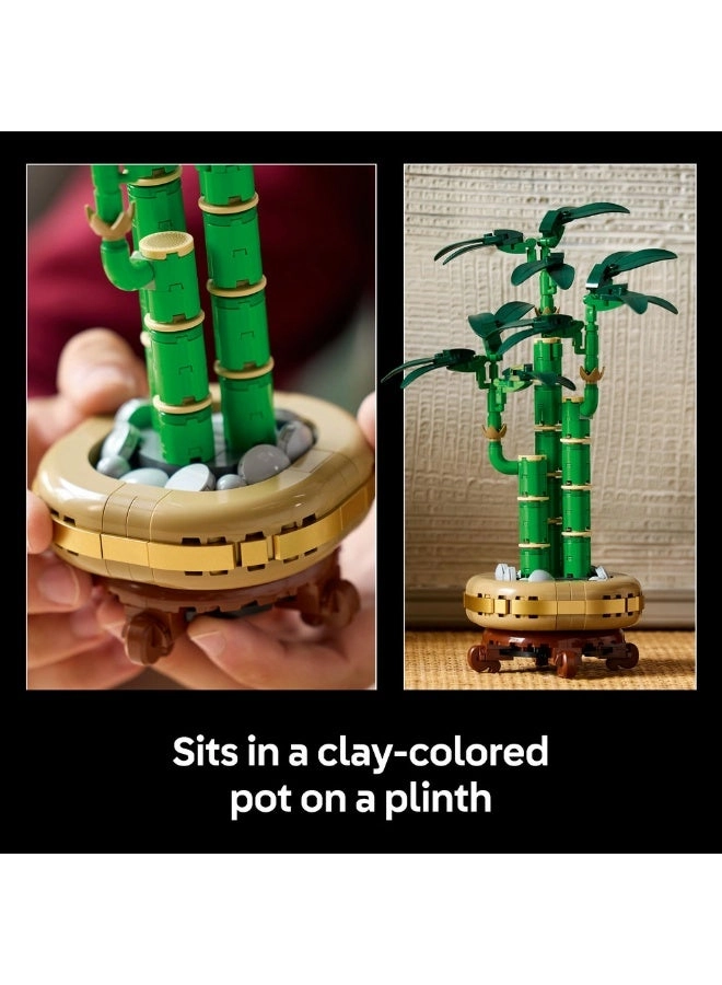 Lucky Bamboo (10344) - Botanicals