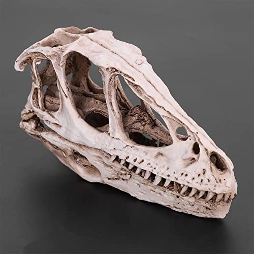 Dinosaur Skull Model - Resin 4.92 x 1.57 x 2.56 inches