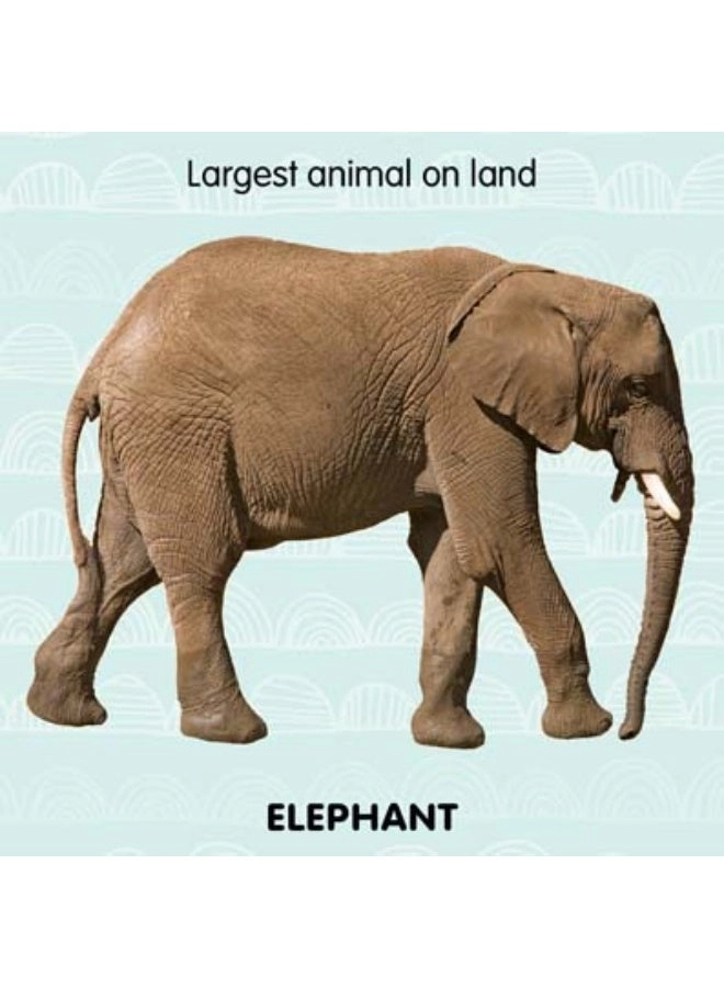 Touch and Feel - Jungle Animals (Book 2)
