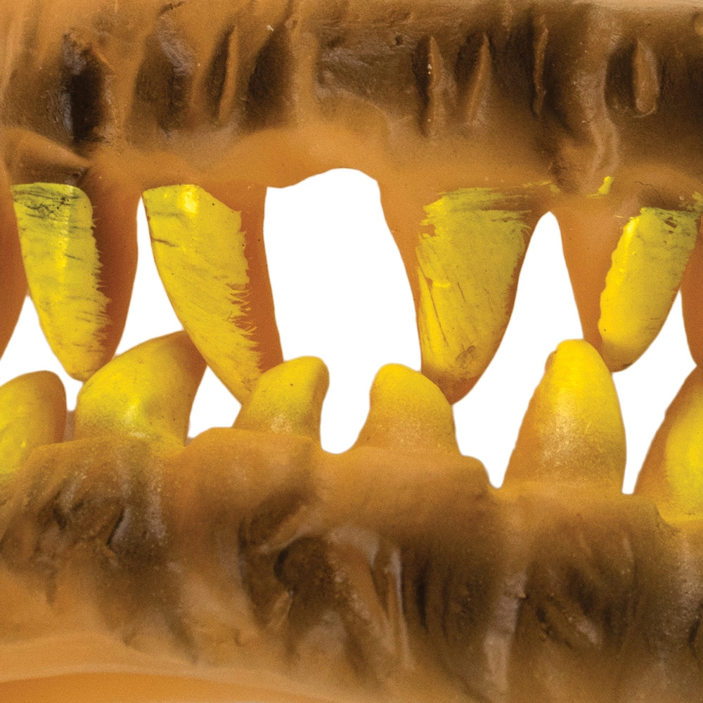 Halloween Monster False Teeth - Suitable for 6 years & above