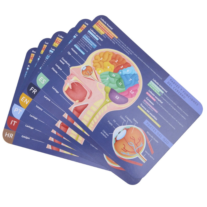 Human Body Magnetic Puzzle - 7+ 100 pieces