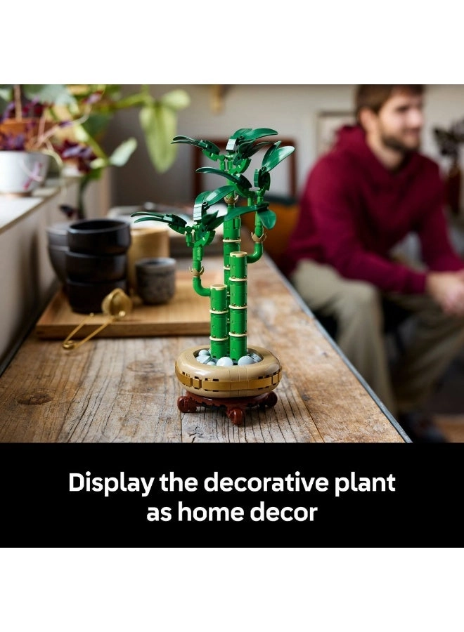 Lucky Bamboo (10344) - Botanicals